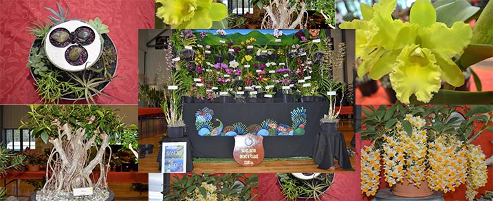 Agnes Water Orchid & Foliage Show